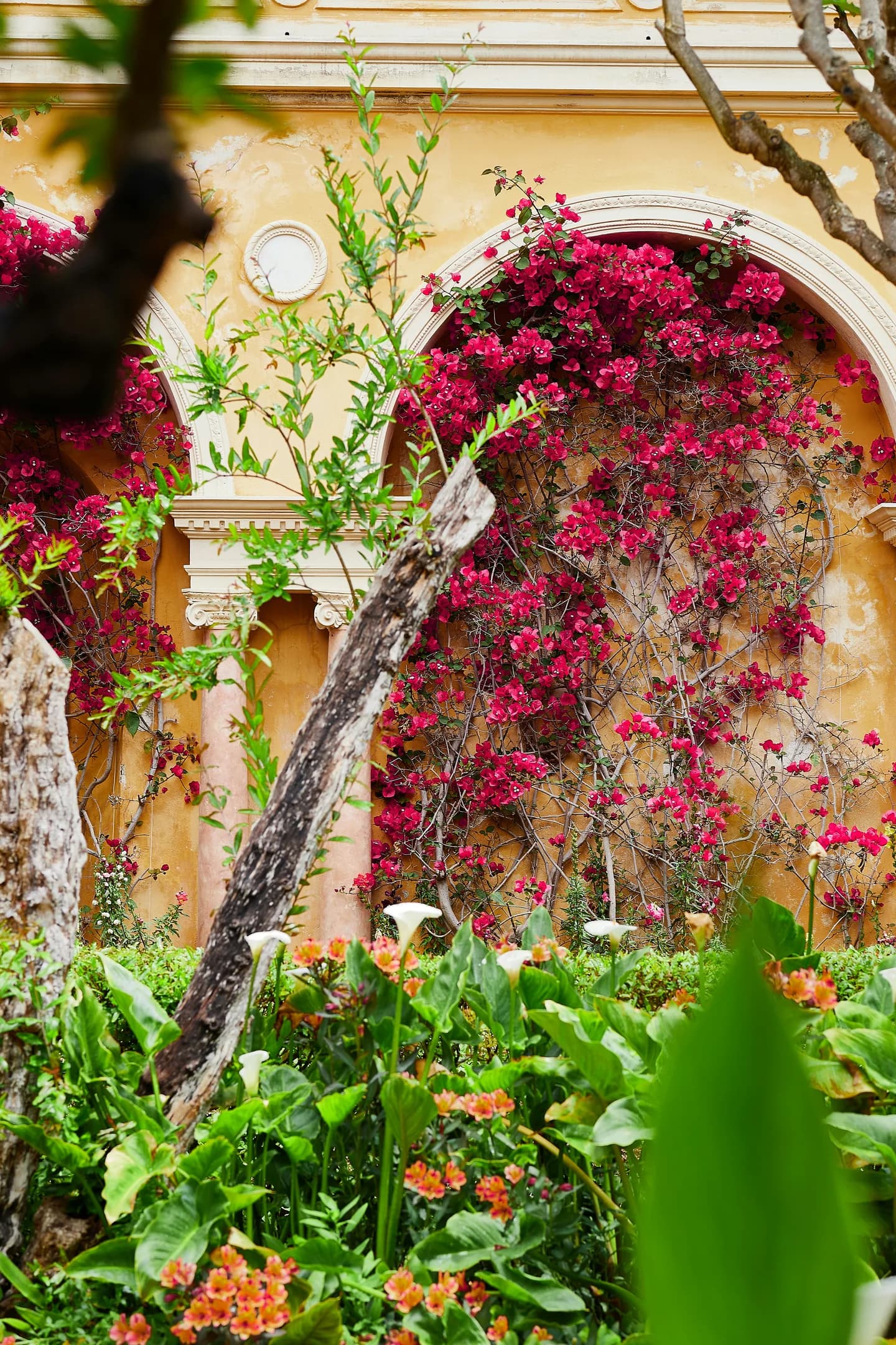 Bougainvilliers im Garten der Villa Ephrussi de Rothschild