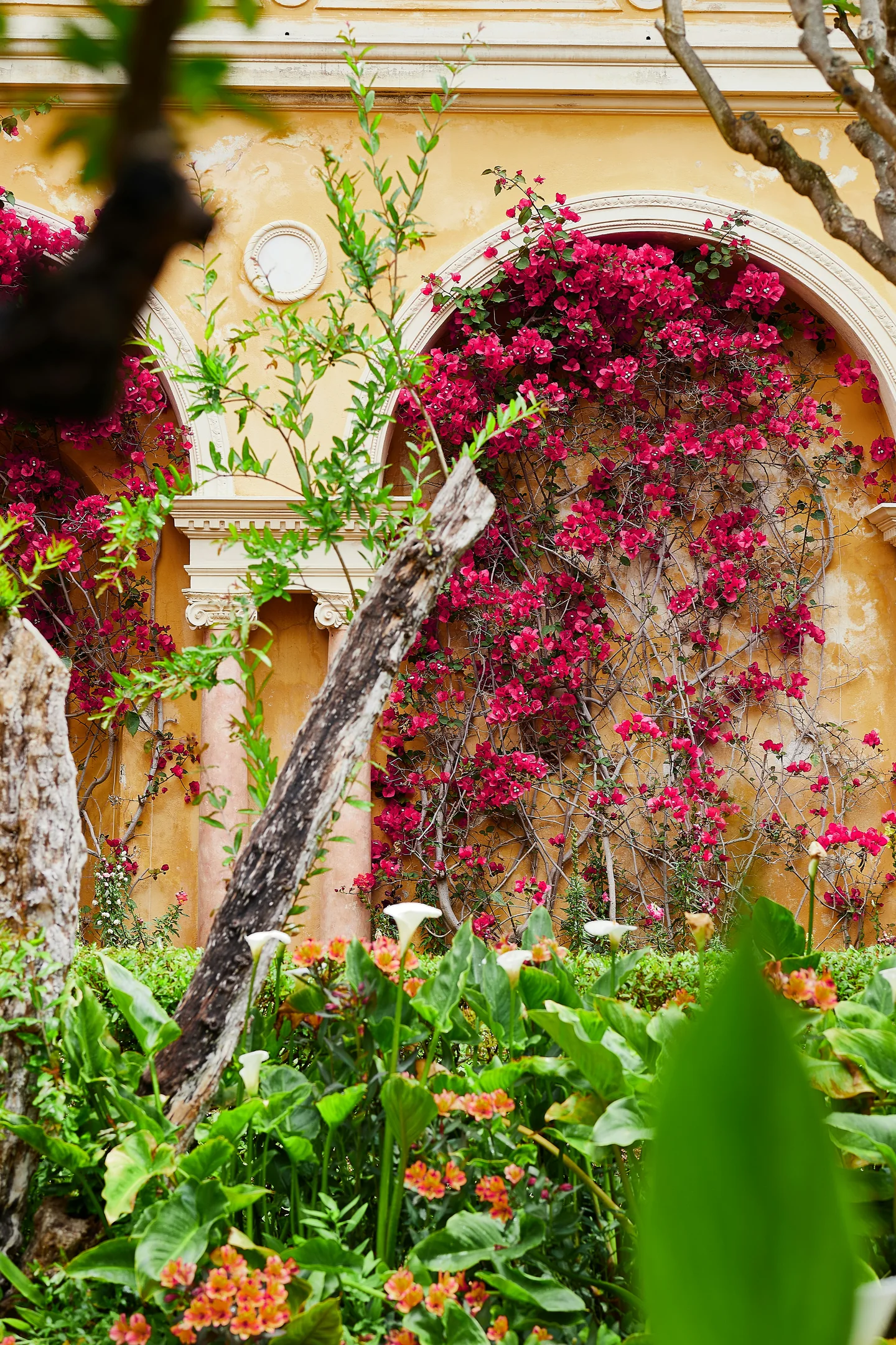 Bougainvilliers dans le jardin de la Villa Ephrussi de Rothschild